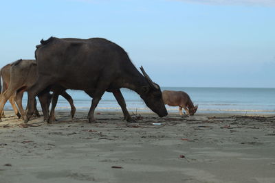 Horses on the beach