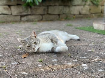 Portrait of a cat resting on footpath