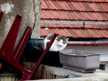 Stray cat sitting in plastic container against building