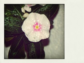 Close-up of flowers