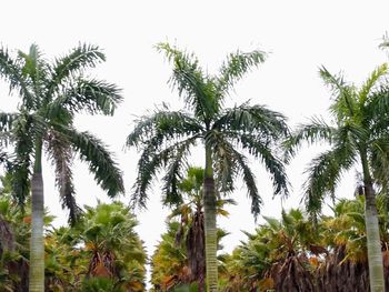 Low angle view of palm trees against sky