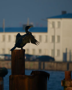 Seagull on a wooden post