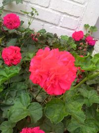 Close-up of pink flowers blooming outdoors