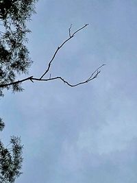 Low angle view of branch against sky