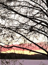 Low angle view of silhouette tree against sky