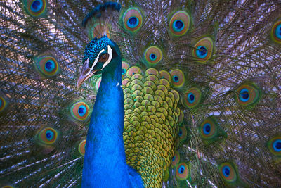 Full frame shot of peacock