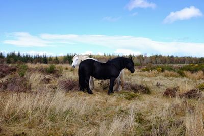 Horses grazing on grassy field