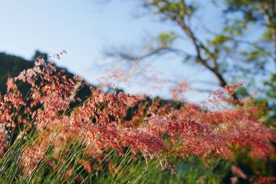 Low angle view of flowering plants on land against sky