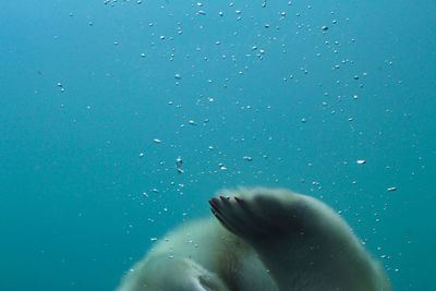 Close-up of jellyfish swimming in sea