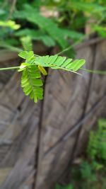 Close-up of green leaf on plant