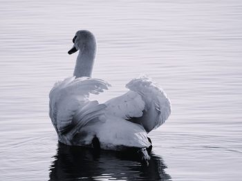 Swan swimming in lake