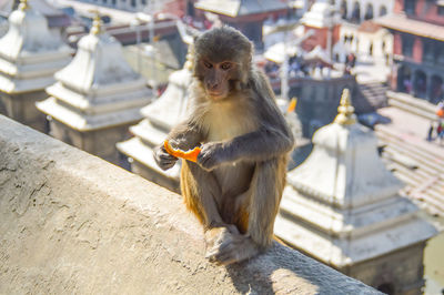 Free roaming rhesus macaques in pashupatinath temple