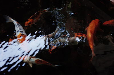 Fish swimming in pond