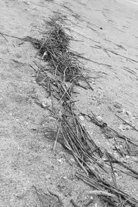 High angle view of dead plant on field