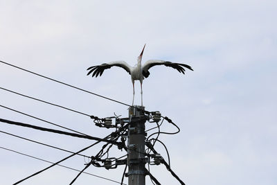 Low angle view of bird flying against sky