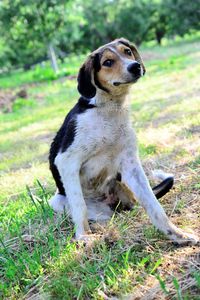 Dog looking away while sitting on field