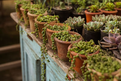 Close-up of potted plant
