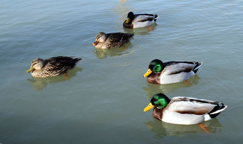 High angle view of mallard duck swimming in lake