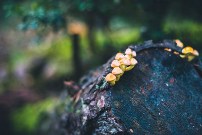 Close-up of mushroom growing on tree trunk