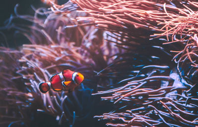 Fish swimming in sea