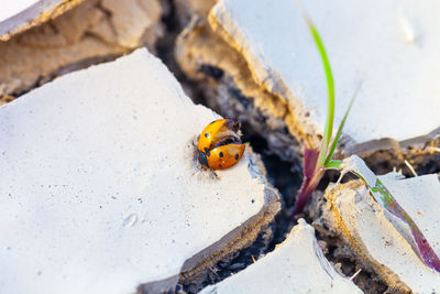 Close-up of ladybug on rock