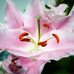 Close-up of pink lily