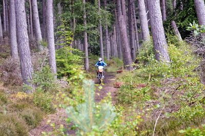 Full length of man with bicycle on tree in forest