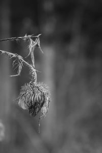 Close-up of wilted plant