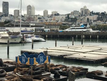 Boats moored at harbor against buildings in city