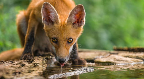 Portrait of dog drinking water