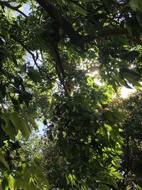 Low angle view of fruits hanging on tree