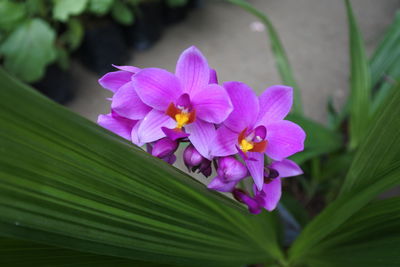 Close-up of pink flowering plant leaves