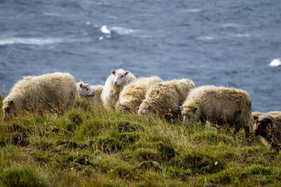 Sheep on field