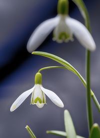 Close-up of flower growing outdoors