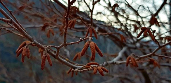 Low angle view of bare tree during winter