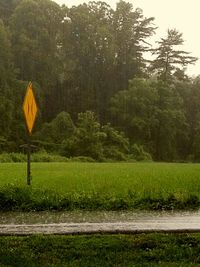 Scenic view of grassy field