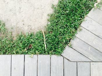 High angle view of lizard on grass