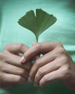 Close-up of hands holding plant