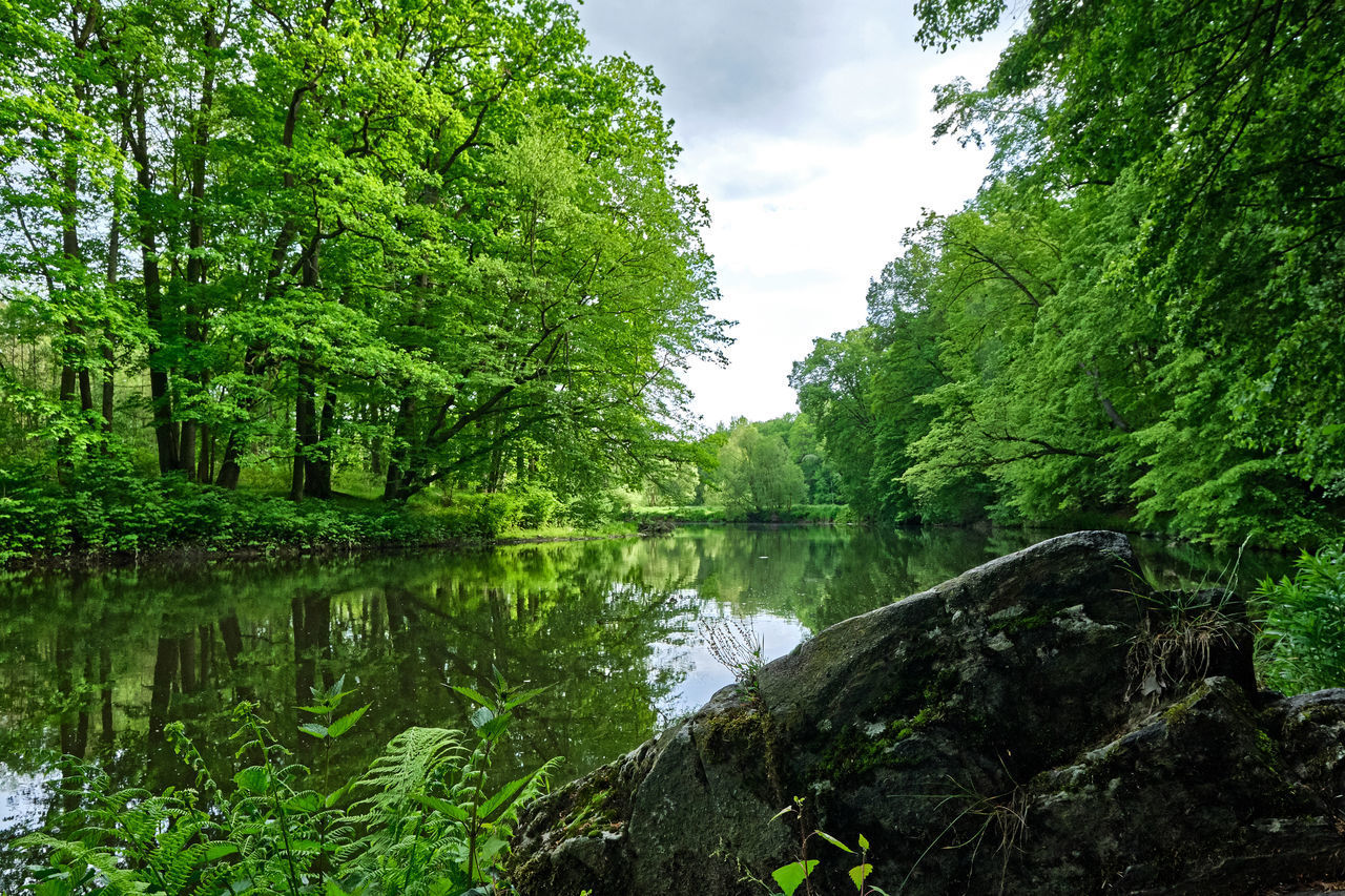 SCENIC VIEW OF LAKE AMIDST TREES IN FOREST