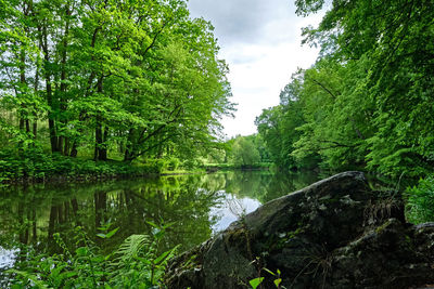 Scenic view of lake amidst trees in forest against sky