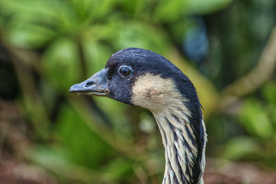 Close-up of a bird