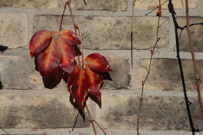 Close-up of red fruit on autumn leaves