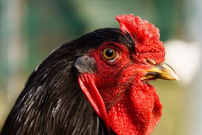 Close-up side view of rooster