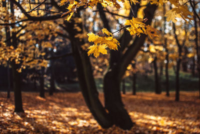 Dry leaves on twigs in forest during autumn