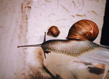 Close-up of snail