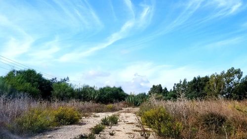 Road amidst plants and trees against sky