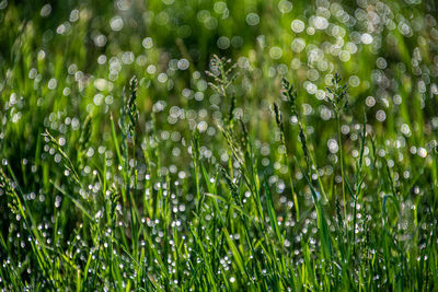 Close-up of wet plants during rainy season