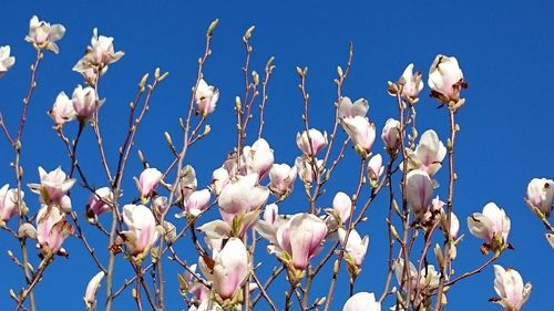 Low angle view of flowers against blue sky