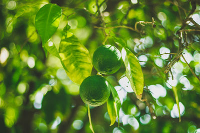 Close-up of berries growing on tree