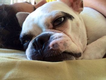 Close-up of dog sleeping on sofa at home